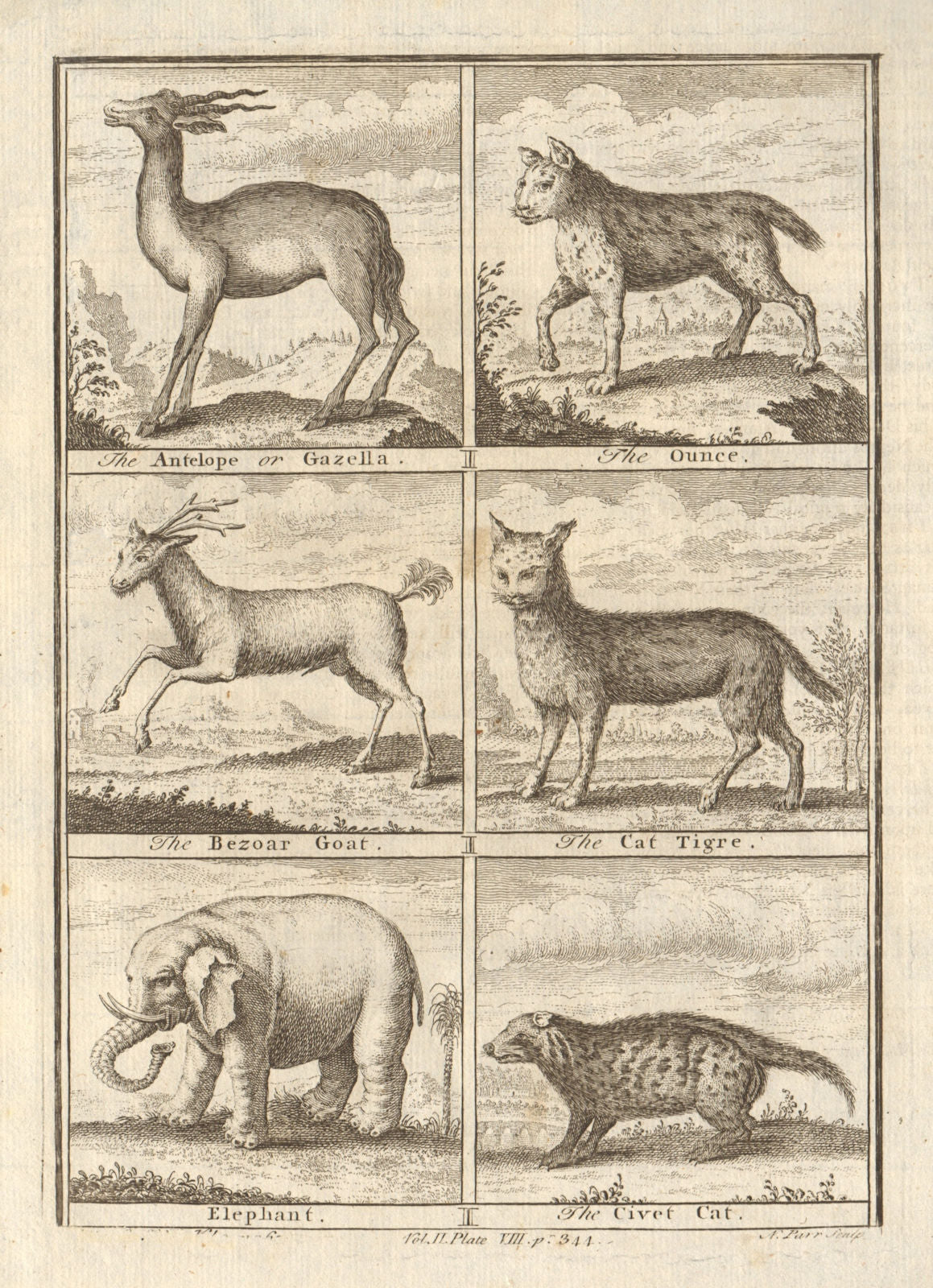 African animals. Elephant Tiger Gazelle Civet Bezouar goat Ounce leopard 1745